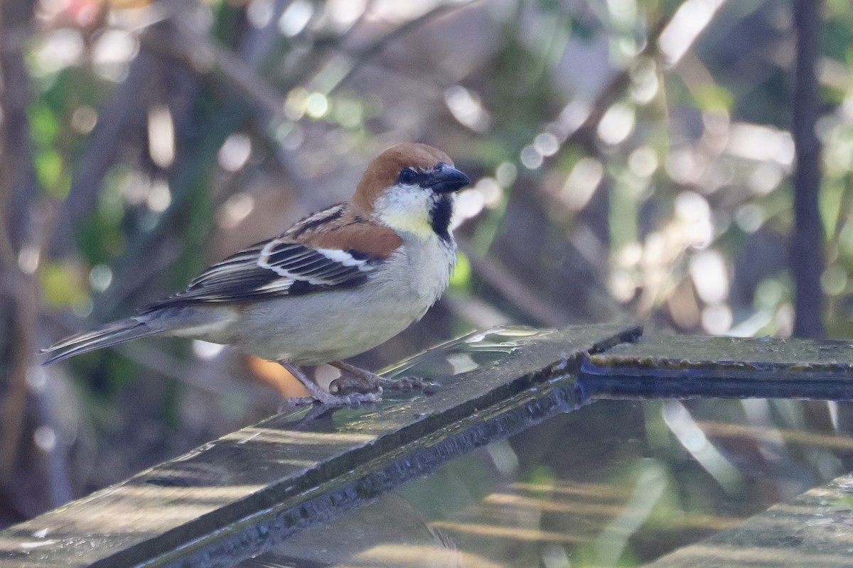 kanelspurv - ML646698734