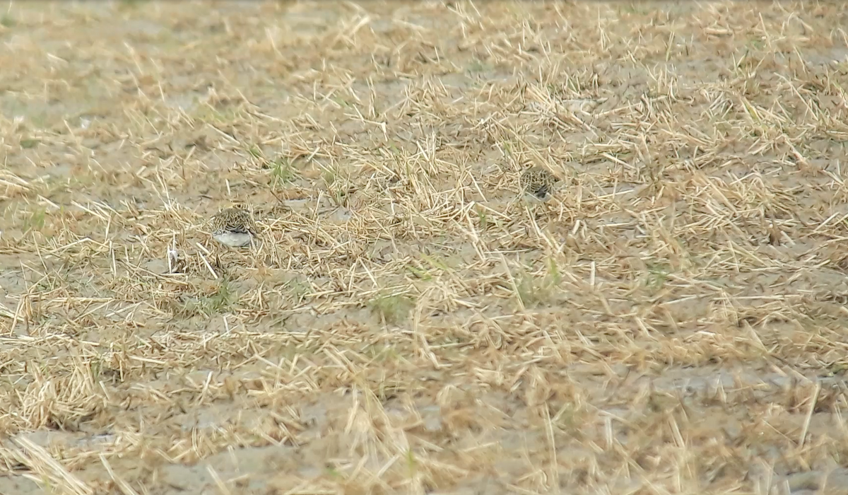 Сивка звичайна - ML646698738