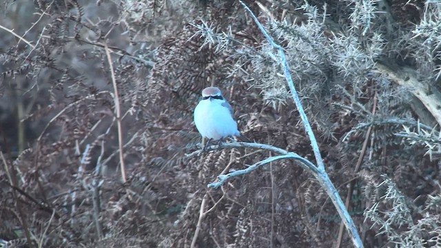 Red-tailed Shrike - ML646698740