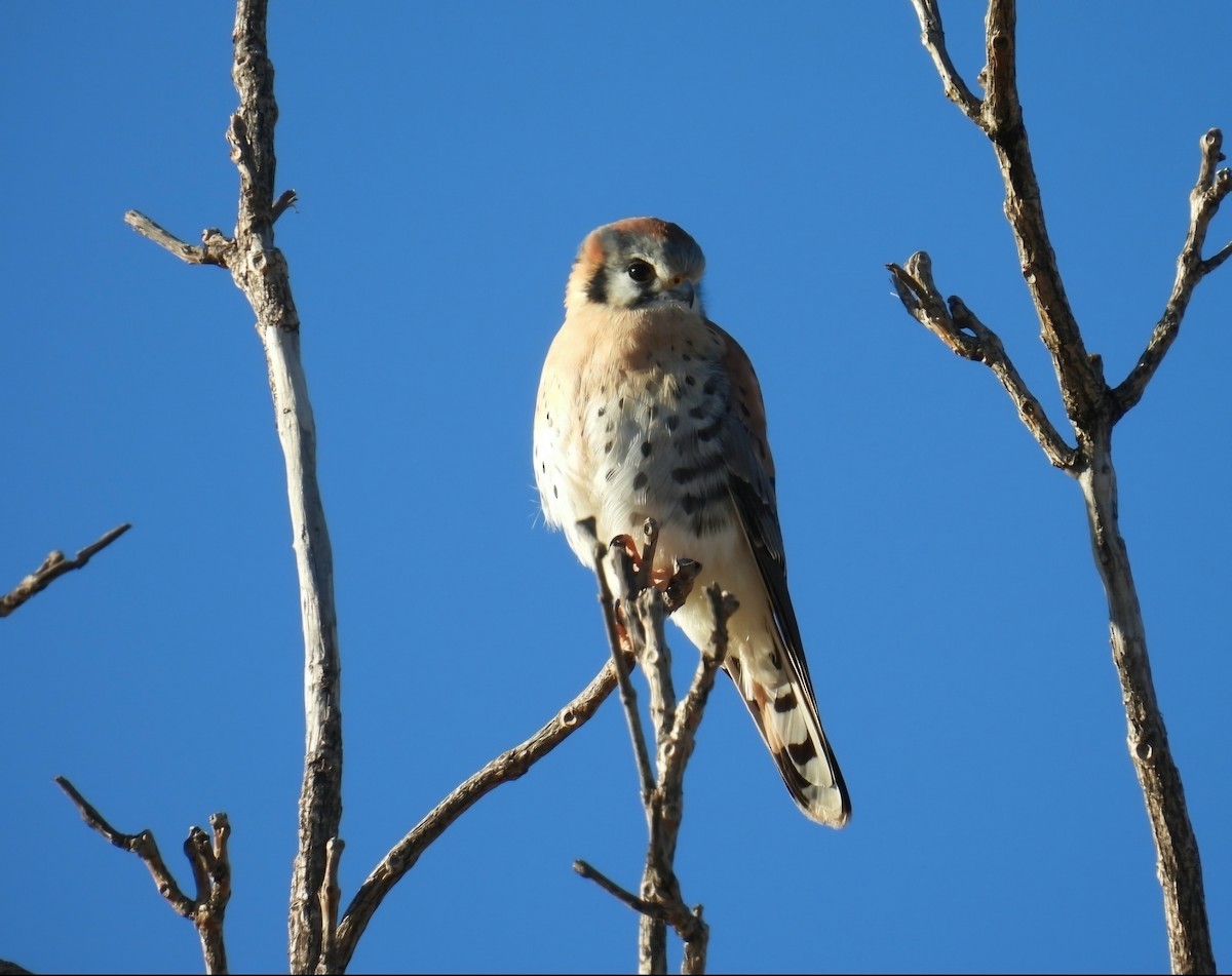 בז אמריקני - ML646698741