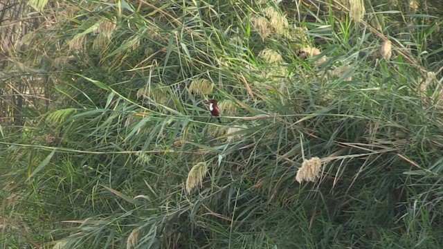 White-throated Kingfisher - ML646698742