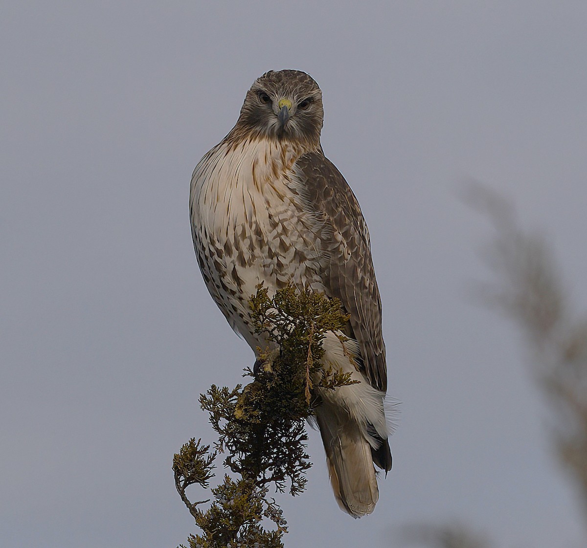 Red-tailed Hawk - ML646698745