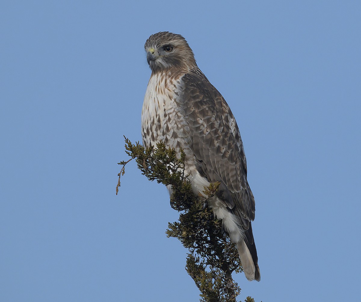 Red-tailed Hawk - ML646698746