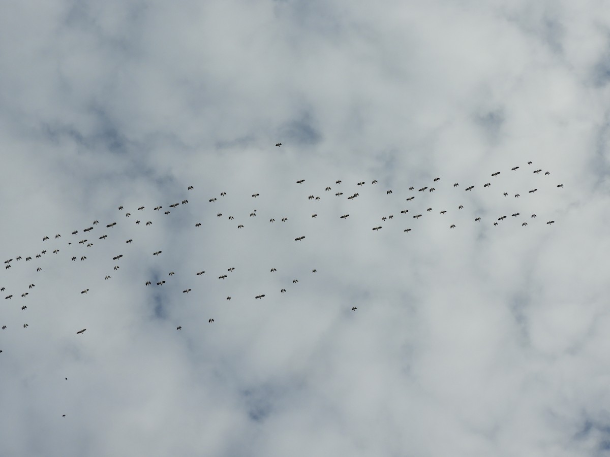 Northern Lapwing - ML646698748