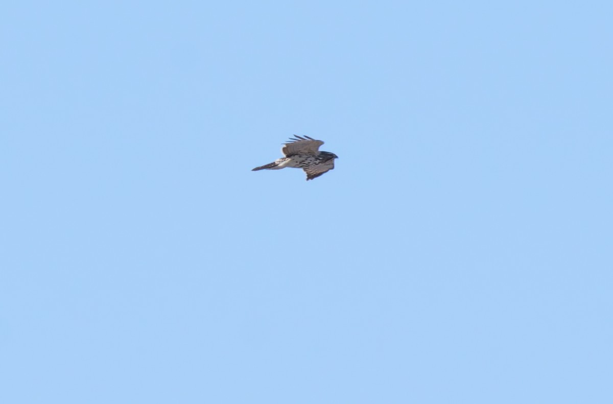 káně páskovaná - ML646698749