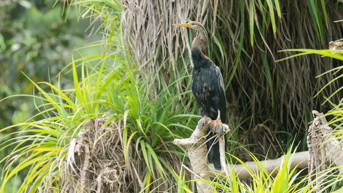 Oriental Darter - ML646698751