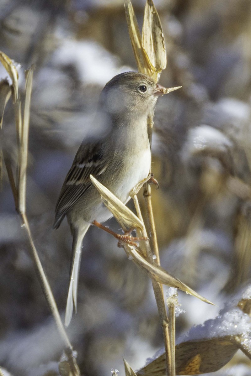 Field Sparrow - ML646698754