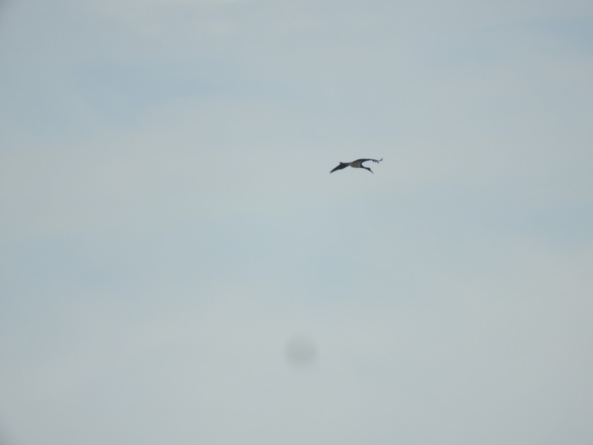 Black Stork - ML646698755