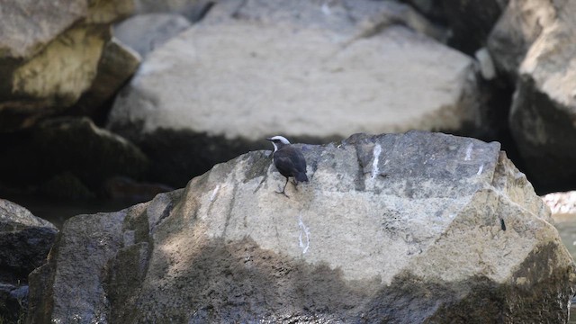 White-capped Dipper - ML646698761