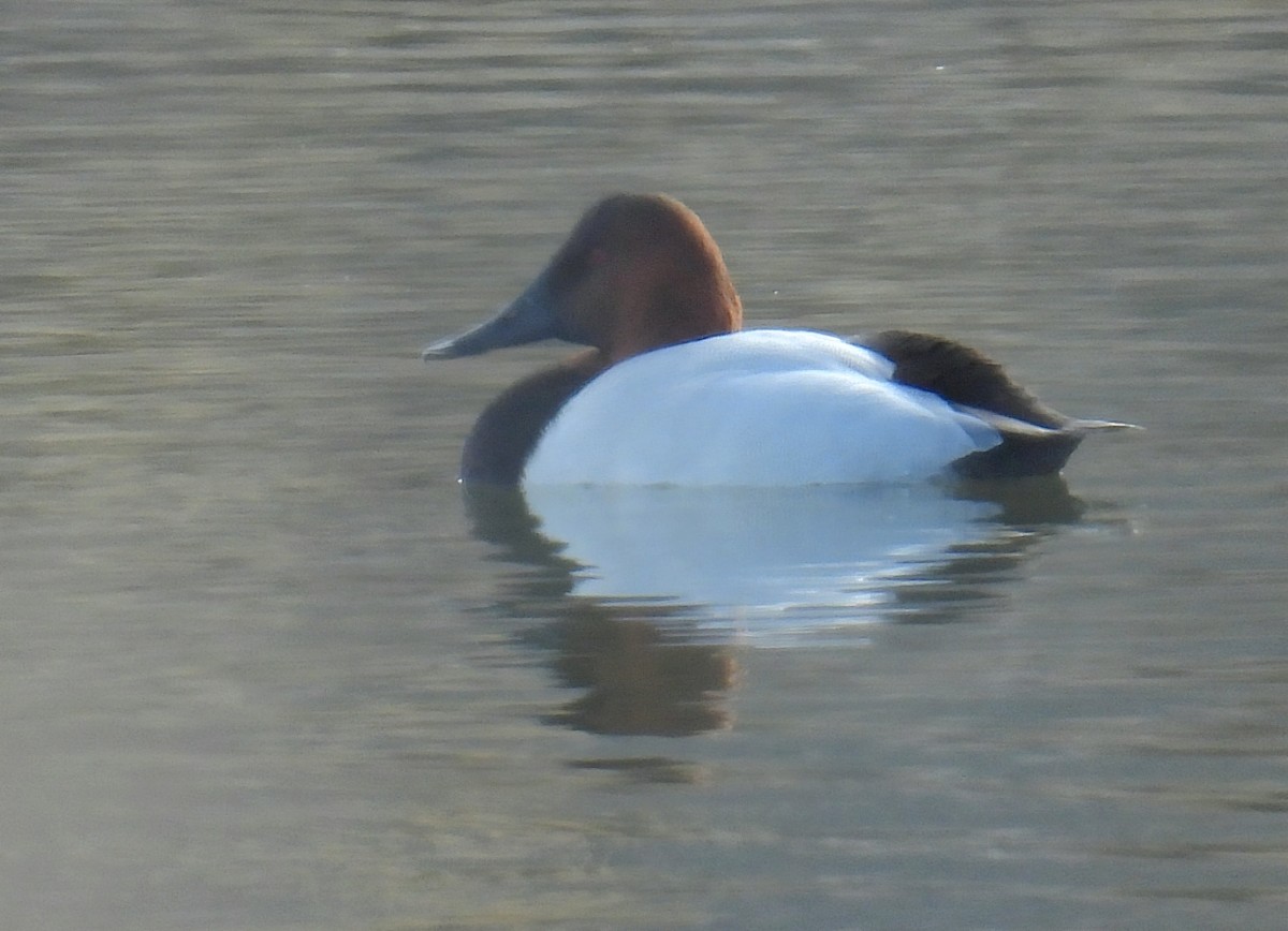 צולל ארוך-צוואר - ML646698762