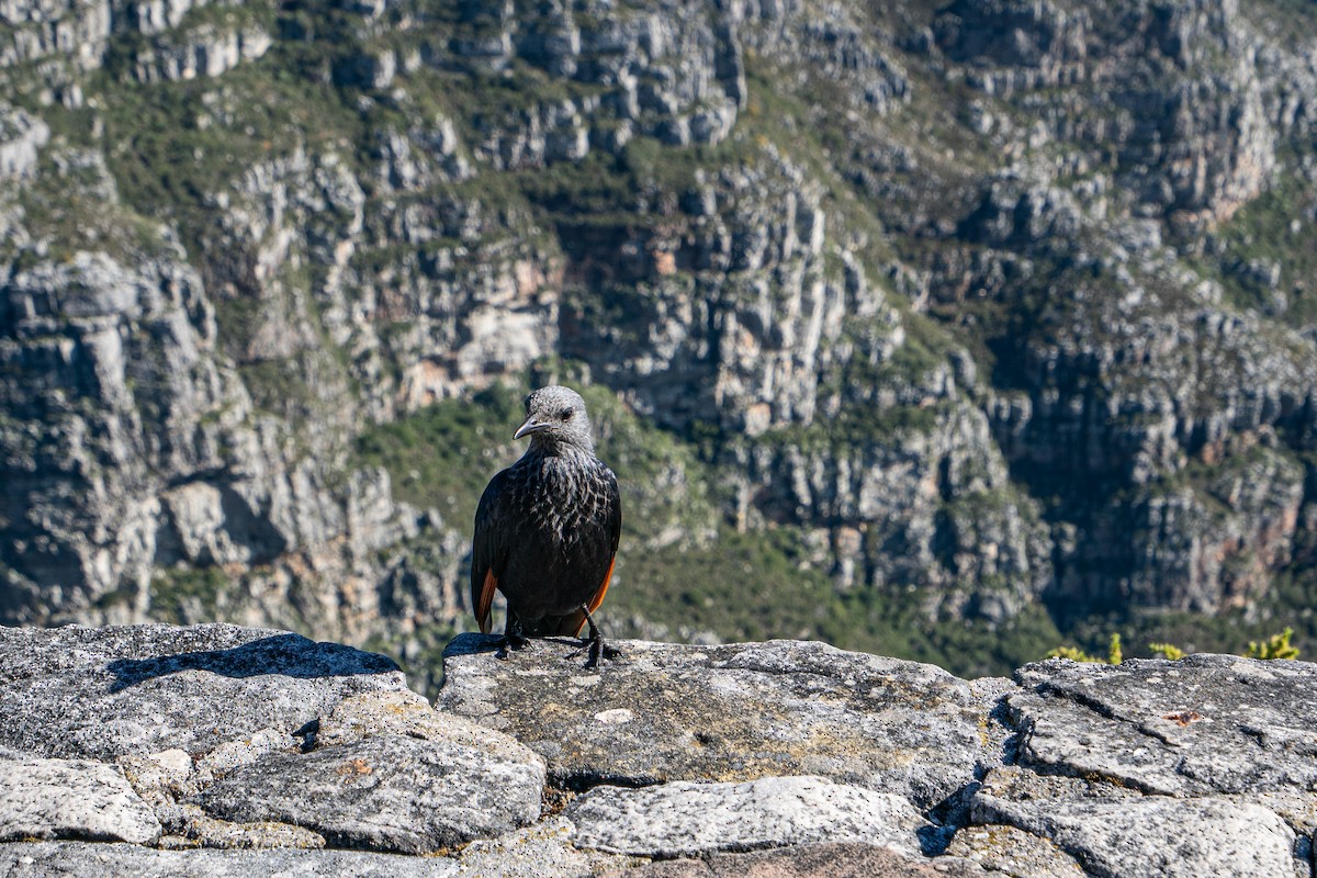 Rotschwingenstar - ML646698775