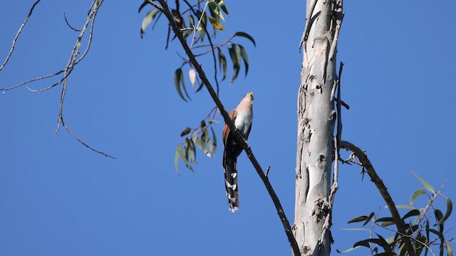 Common Squirrel-Cuckoo - ML646698776