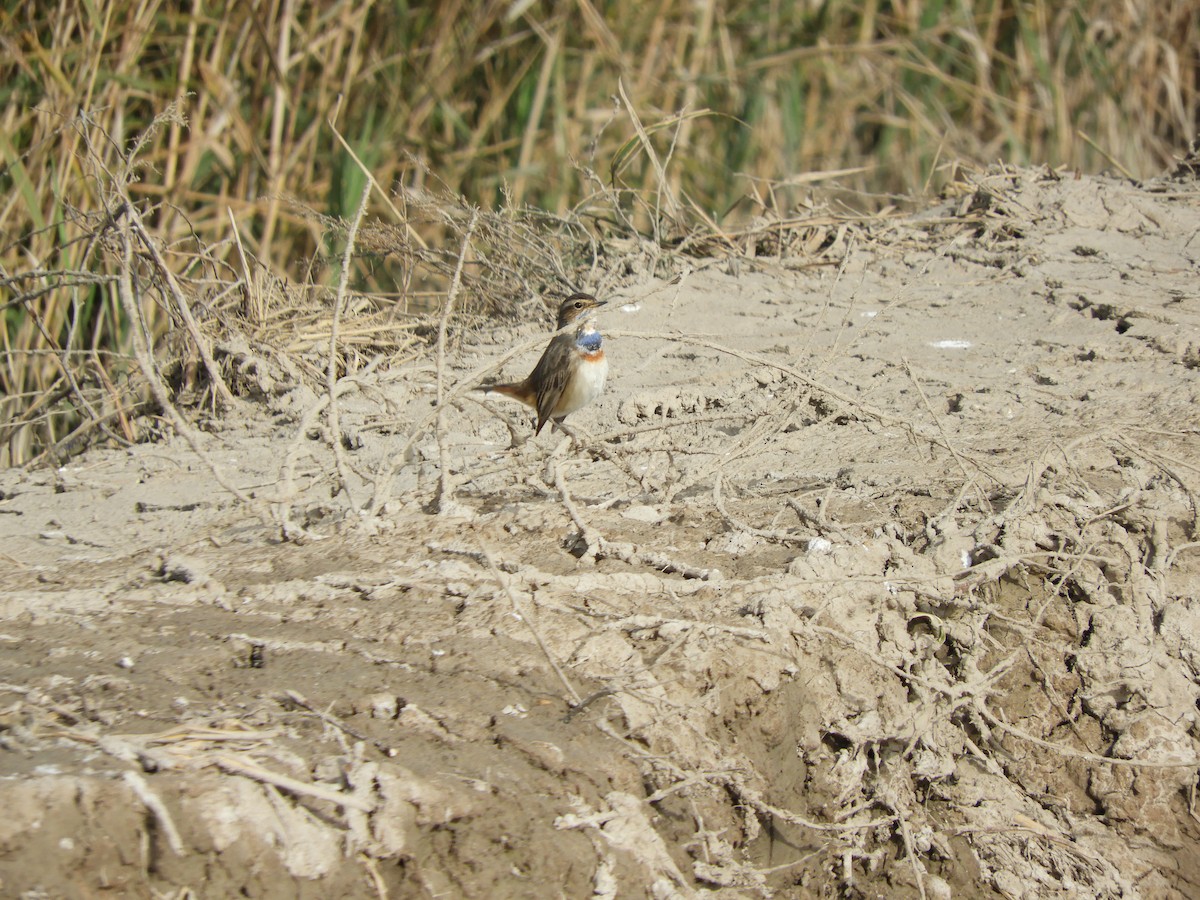 Bluethroat - ML646698778