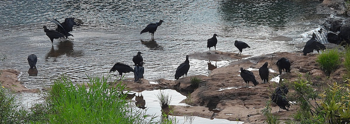 Rabengeier - ML646698779