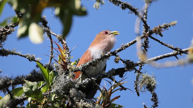 Common Squirrel-Cuckoo - ML646698780