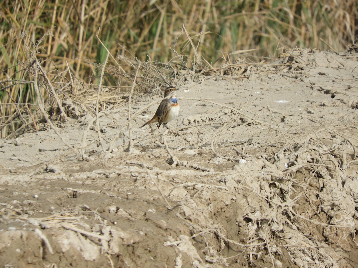 Bluethroat - ML646698781