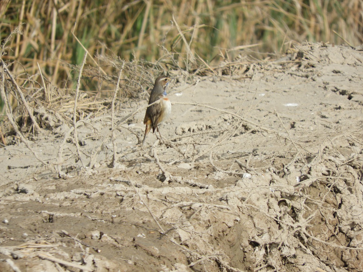 Bluethroat - ML646698783