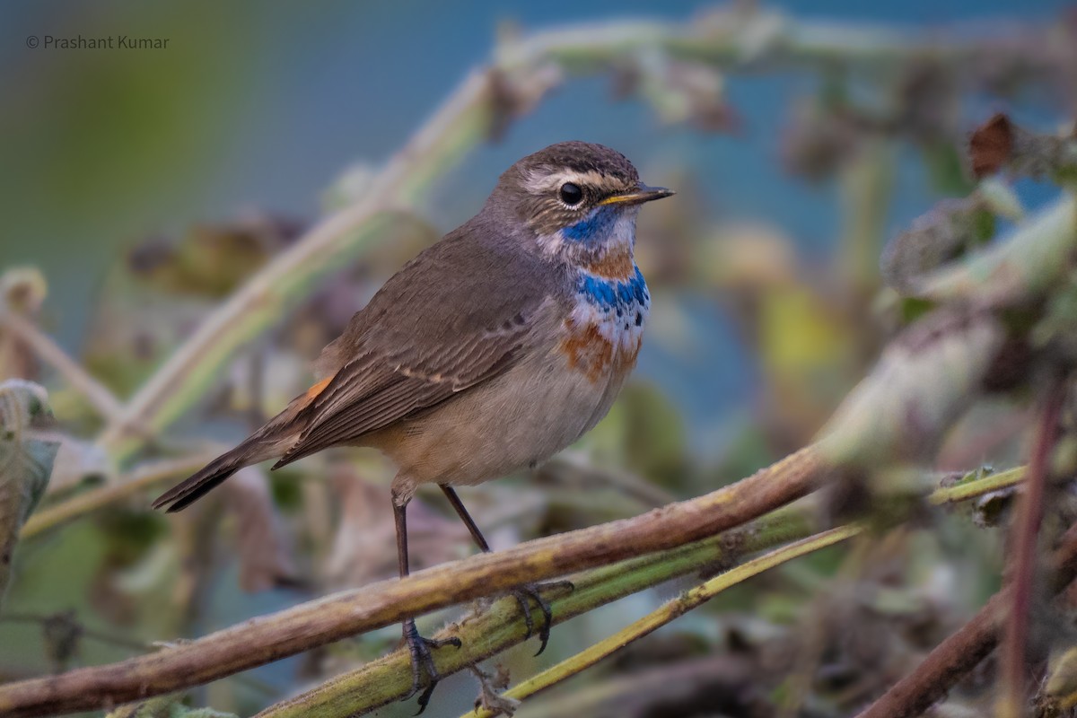 Bluethroat - ML646698785