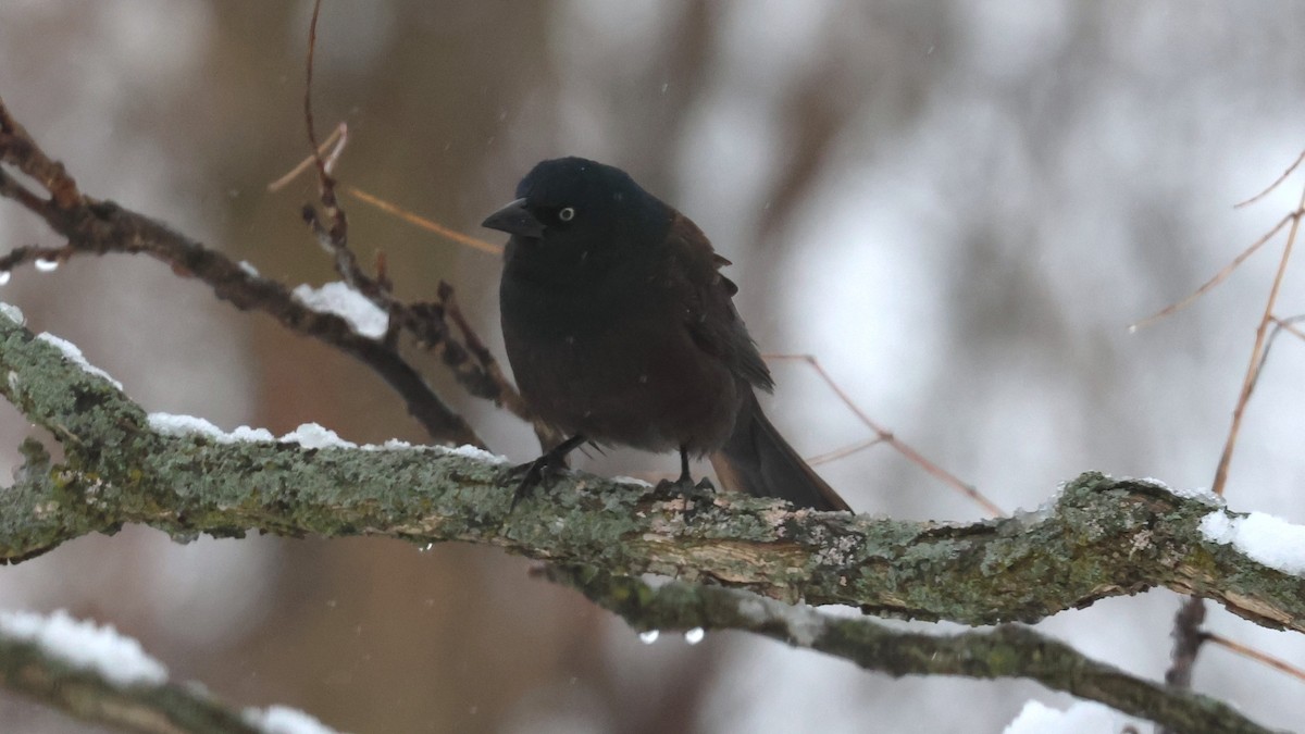 Common Grackle - ML646698788