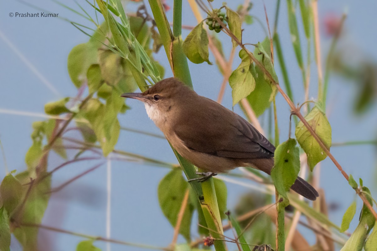 Clamorous Reed Warbler - ML646698789