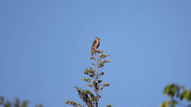 Roadside Hawk - ML646698791