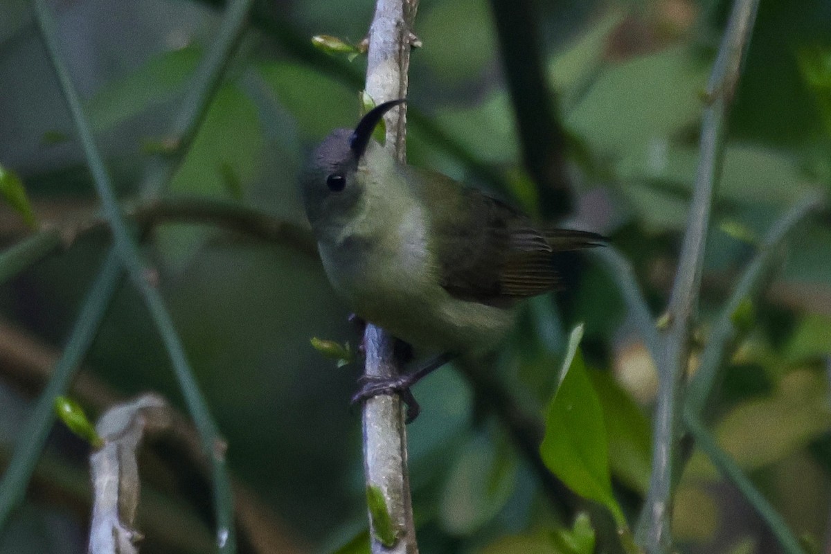 Траурная нектарница - ML646698792