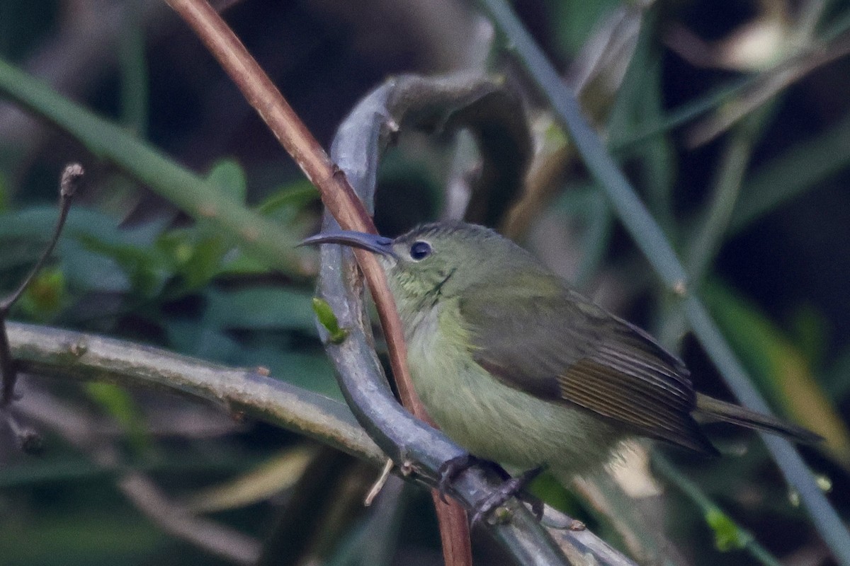 Траурная нектарница - ML646698793