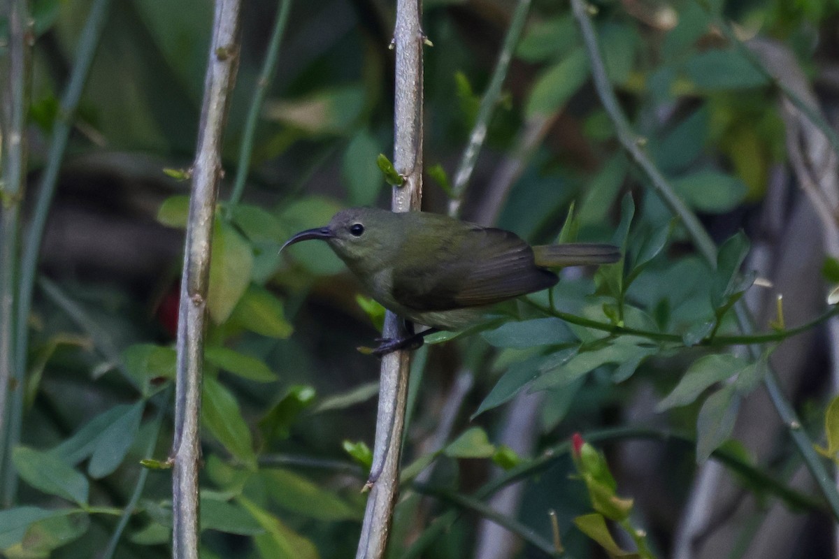 Траурная нектарница - ML646698794