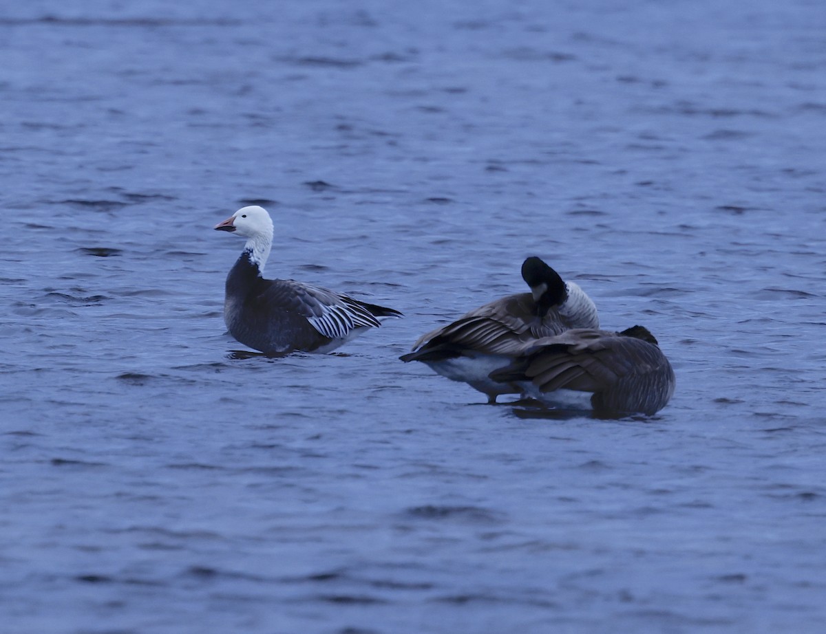 Snow Goose - ML646698796