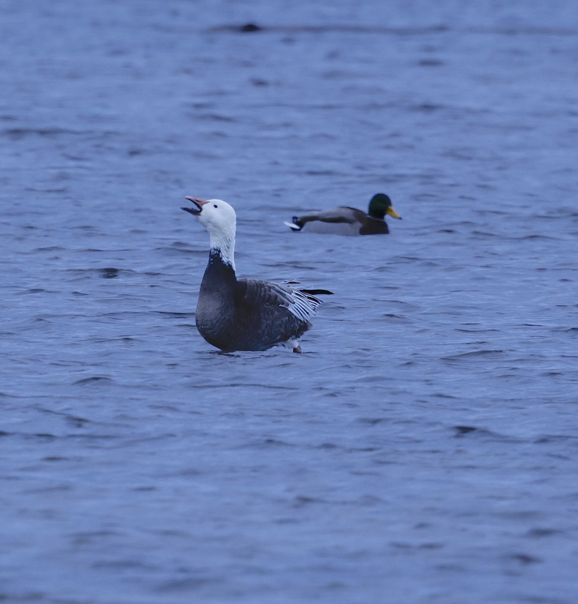 Snow Goose - ML646698800