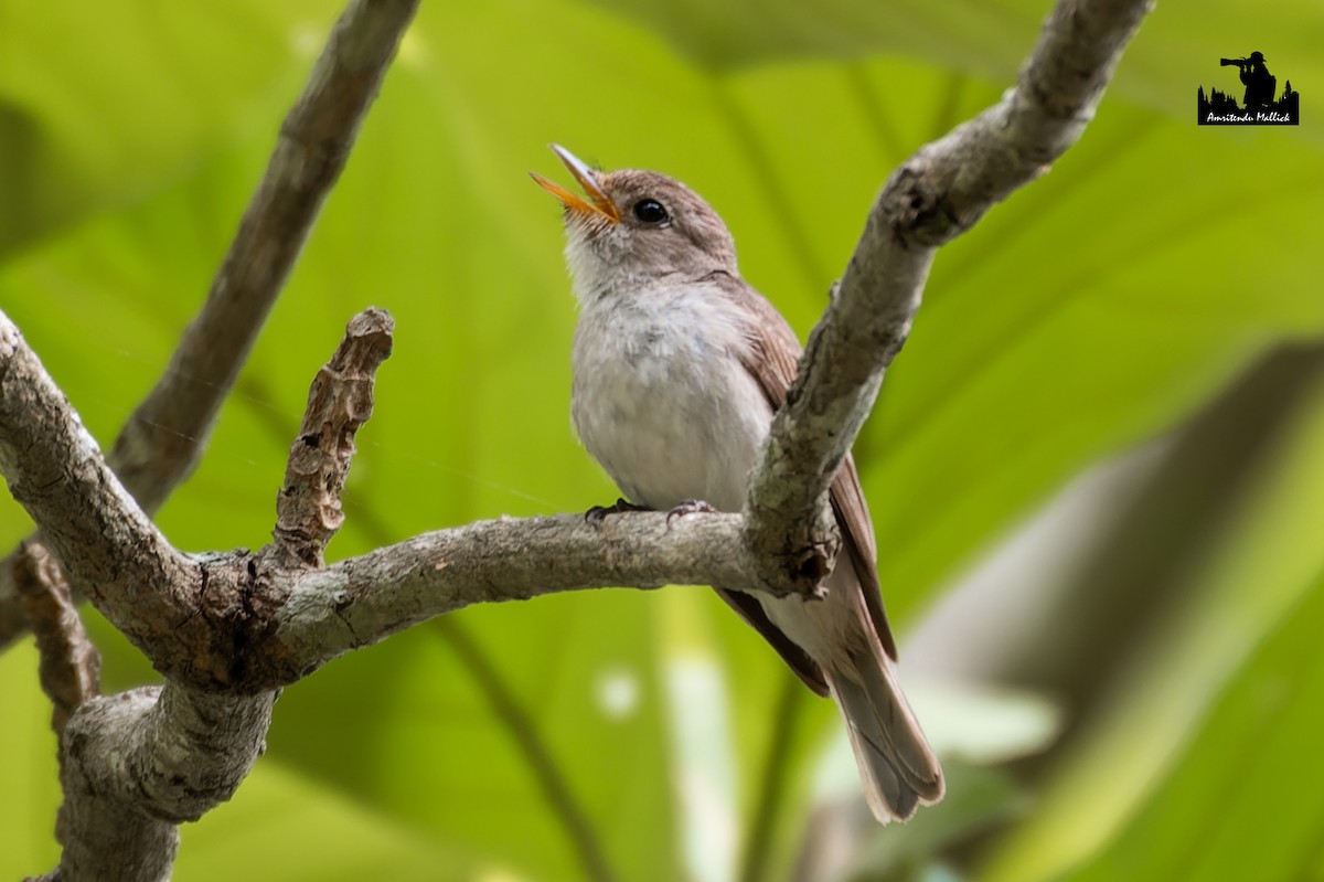 Asian Brown Flycatcher - ML646698801