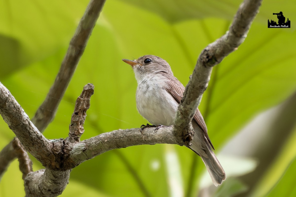 Asian Brown Flycatcher - ML646698802