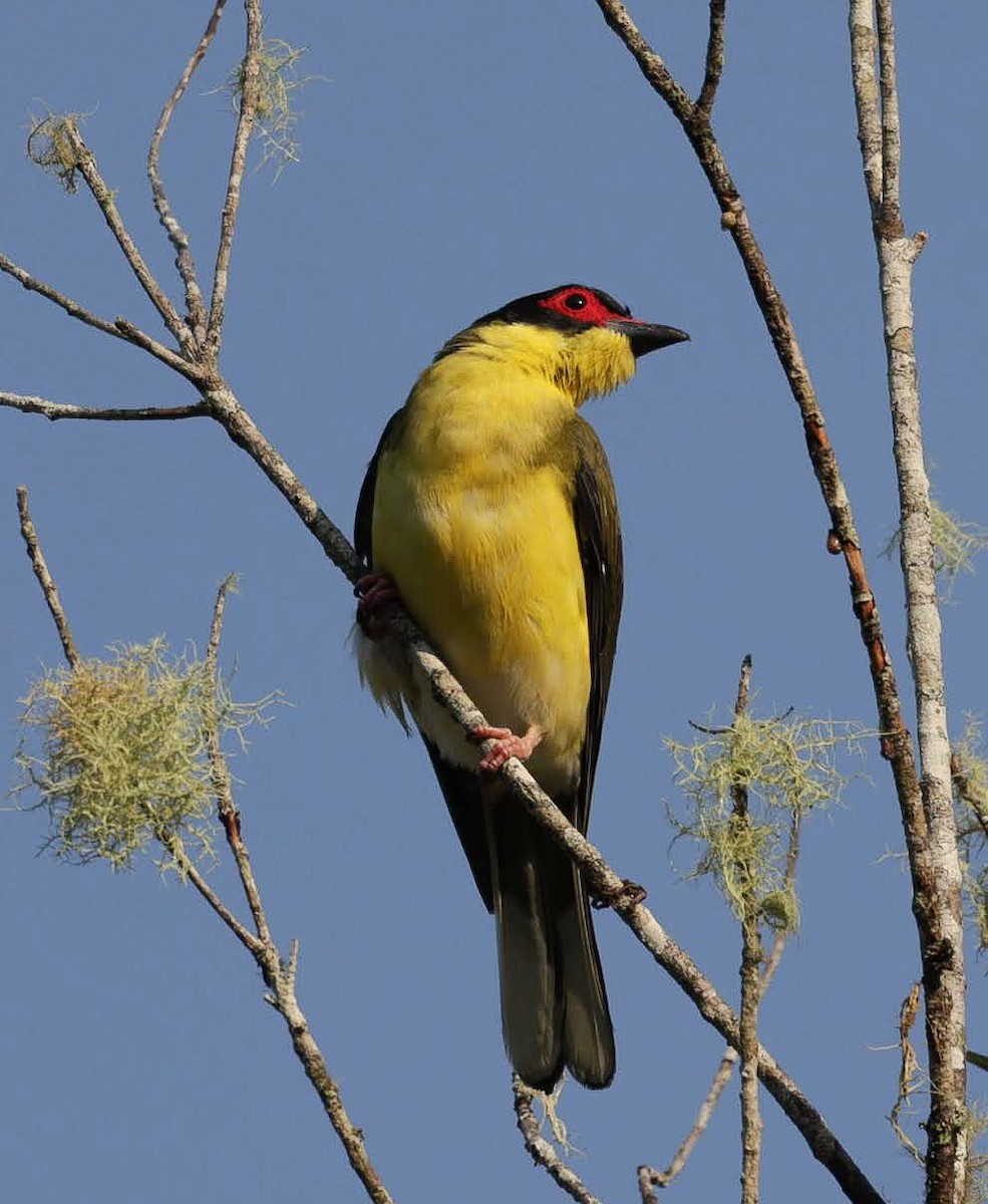Australasian Figbird - ML646698803
