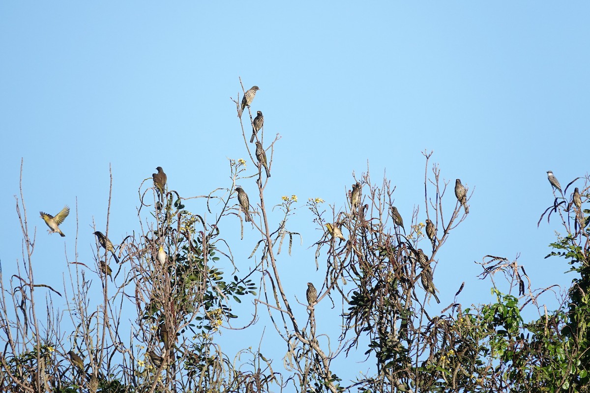 Palmchat - ML646698804