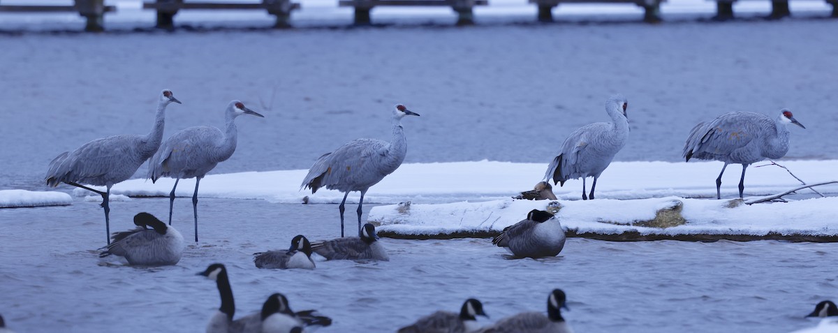 Sandhill Crane - ML646698809