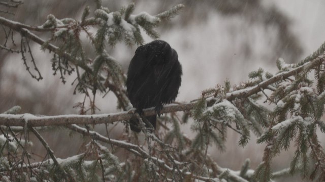 American Crow - ML646698812