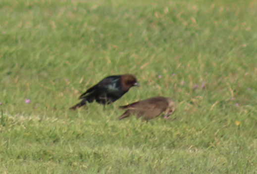 Brown-headed Cowbird - ML646698813