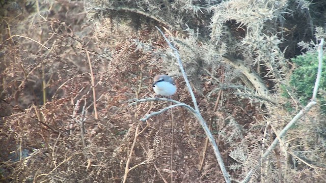 Red-tailed Shrike - ML646698814