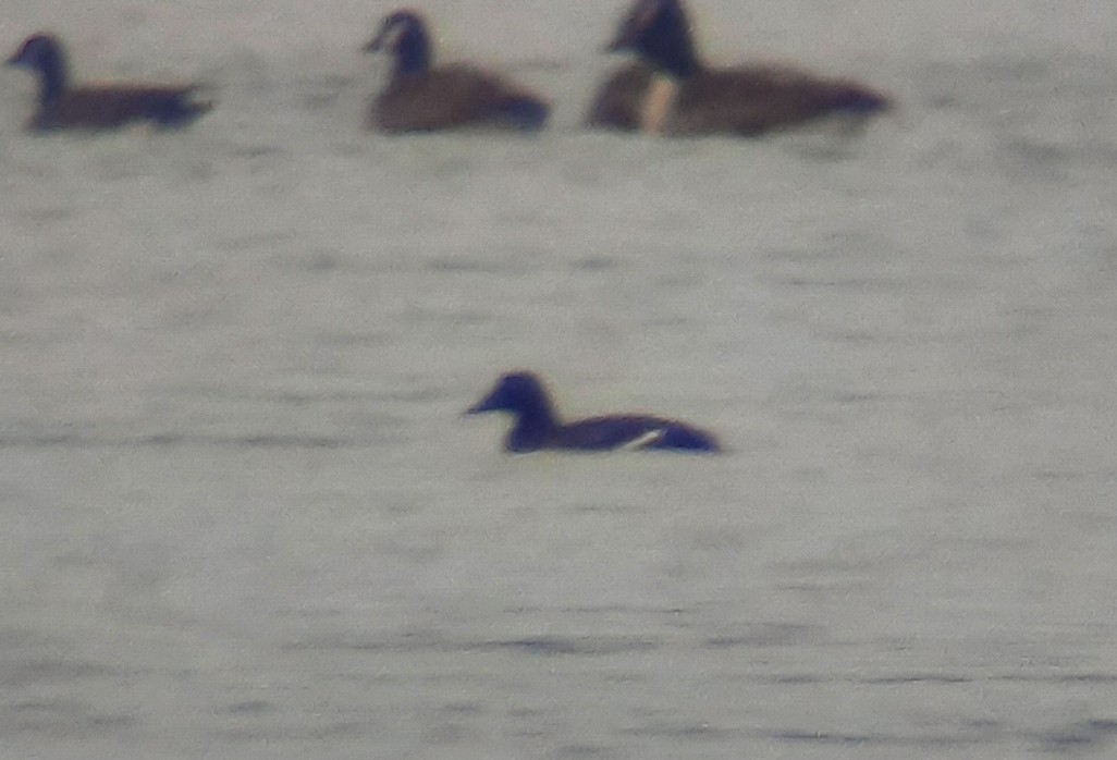 White-winged Scoter - ML646698818