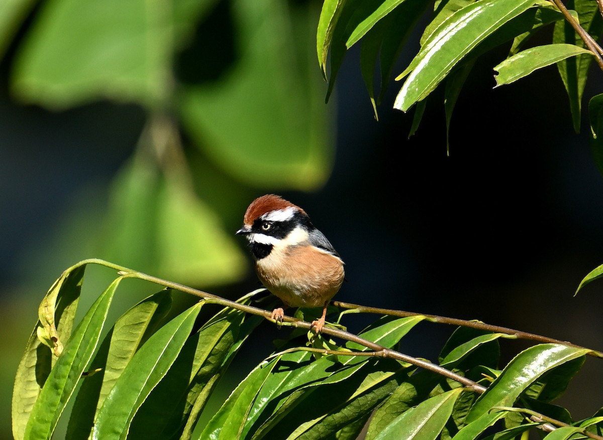 Black-throated Tit - ML646698819