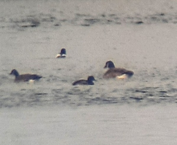 Greater Scaup - ML646698820