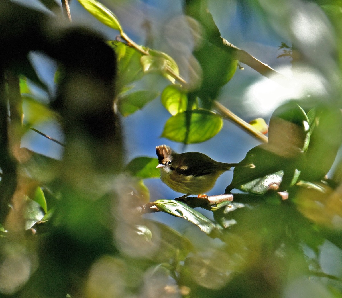 Whiskered Yuhina - ML646698822
