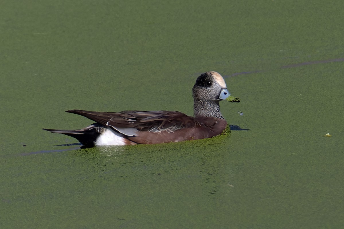American Wigeon - ML646698826
