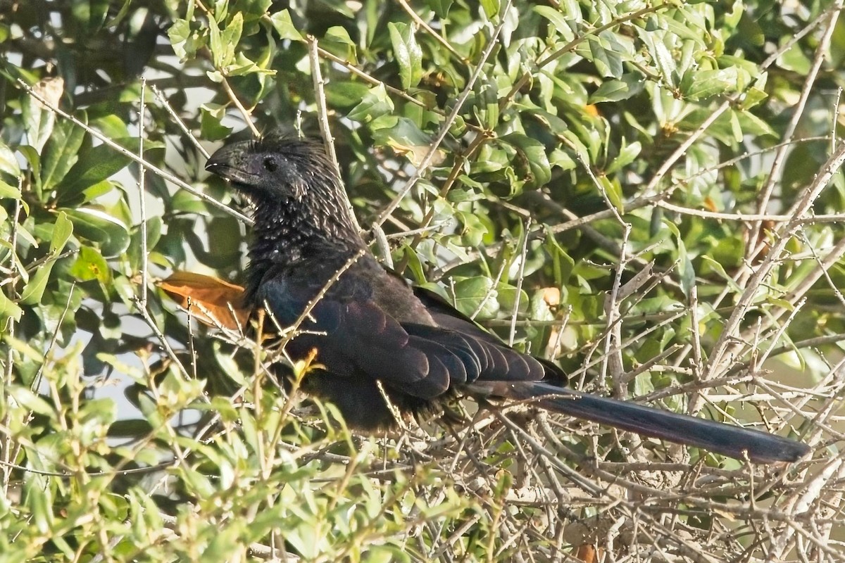 Groove-billed Ani - ML646698827
