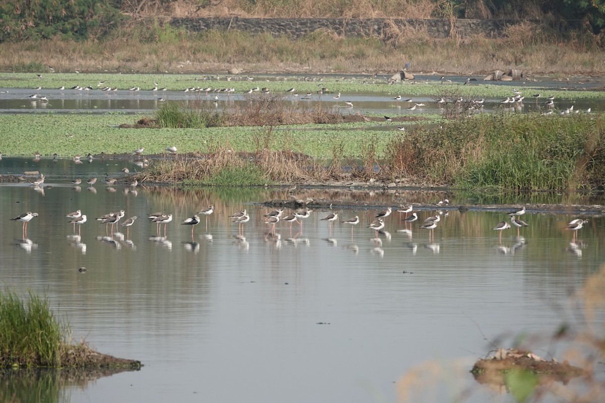 Black-winged Stilt - ML646698829
