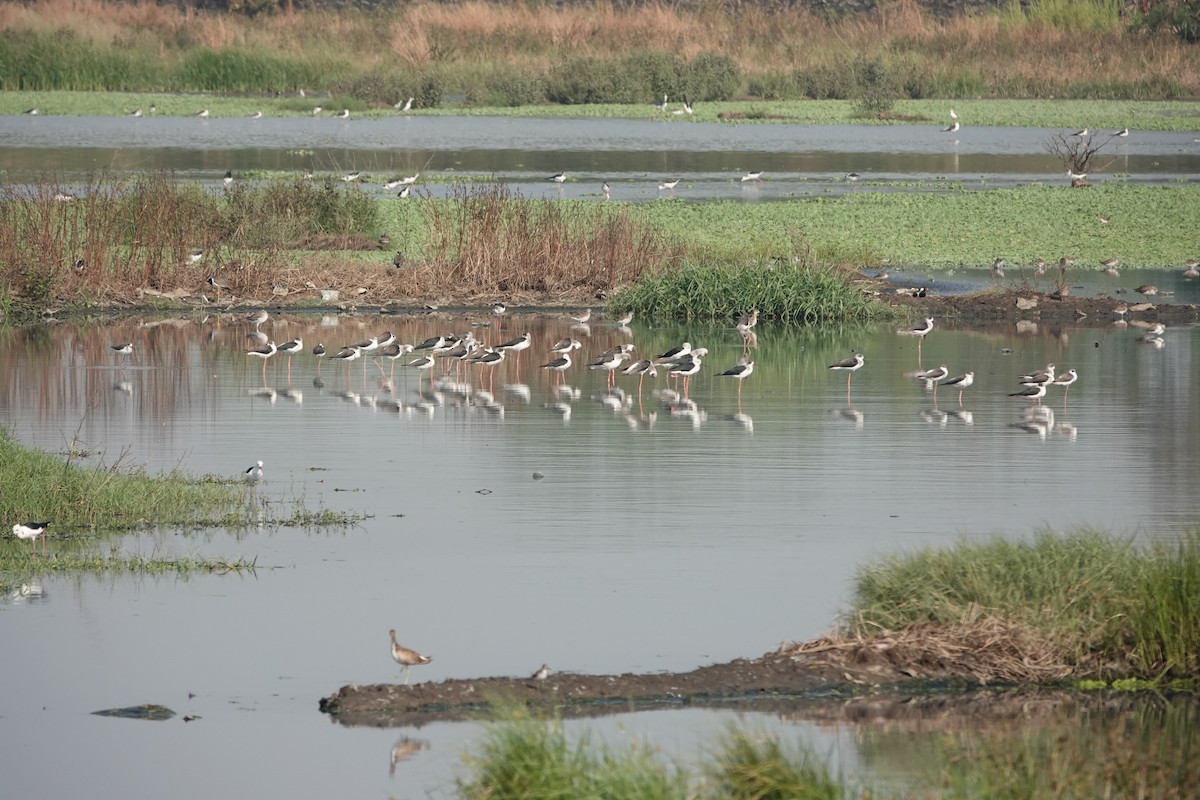 Black-winged Stilt - ML646698830