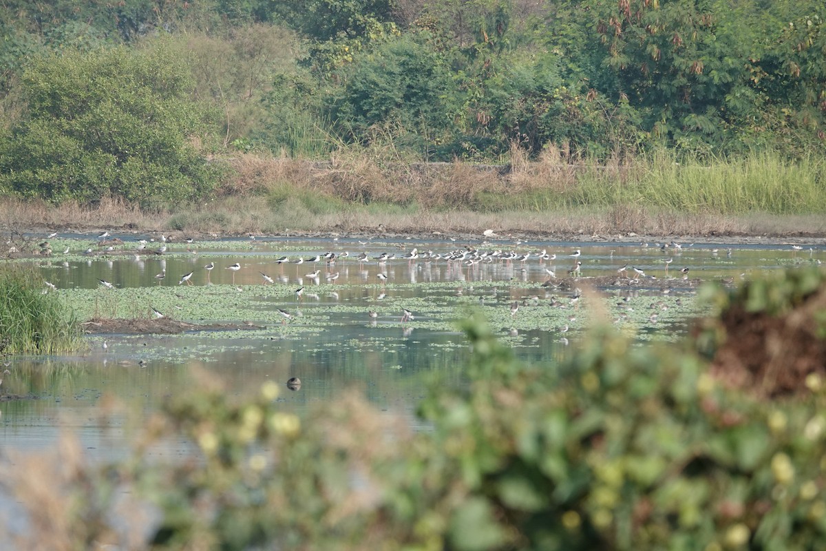Black-winged Stilt - ML646698831