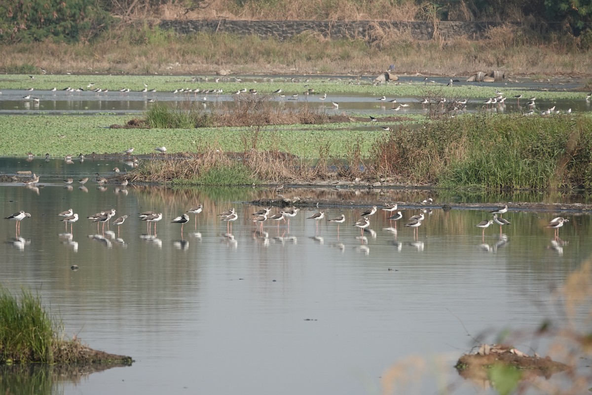 Black-winged Stilt - ML646698832