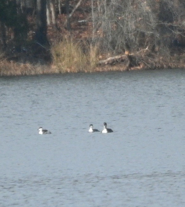 Red-necked Grebe - ML646698833