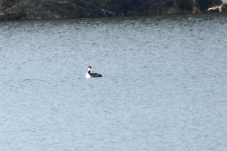 Red-necked Grebe - ML646698834